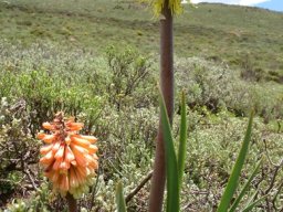 Kniphofia albomontana